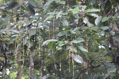 Paracroton pendulus subsp. zeylanicus